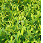 28usd Ngryise 50pcs Ficus microcarpa seed