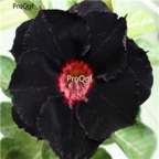 18usd 3Pcs Ngryise unique black Adenium obesum desert rose Plant