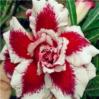 18usd 3Pcs Ngryise red white Adenium obesum desert rose Plant