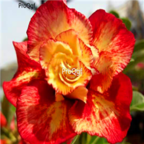 18usd 3Pcs Unique Gold Red Mixed Ngryise Adenium obesum desert rose Plant