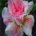 18usd 3Pcs Real Pink petals line white Ngryise Adenium obesum desert rose Plant