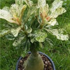 18usd 3Pcs  Scarce Grafted Variegated Ngryise Adenium obesum desert rose Plant