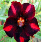 18usd 3Pcs  Ngryise dark red Adenium obesum desert rose Plant