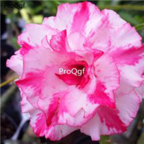 18usd 3Pcs Unique mix of pink and white Ngryise Adenium obesum desert rose Plant