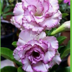 18usd 3Pcs white with purple edges Ngryise Adenium obesum desert rose Plant