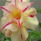 18usd 3Pcs Red and Yellow Ngryise Adenium obesum desert rose Plant