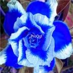 18usd 3Pcs True Blue Petals White Edge Ngryise Adenium obesum desert rose Plant