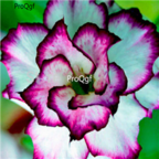 18usd 3Pcs White and Purple Side Bonsai Ngryise Adenium obesum desert rose Plant