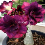 18usd 3Pcs Beautiful purple Ngryise Adenium obesum desert rose Plant