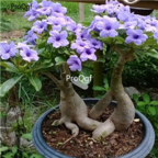 18usd 3Pcs Light Purple Ngryise Adenium obesum desert rose Plant