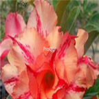 18usd yellow and red petals 3Pcs Ngryise Adenium obesum desert rose Plant