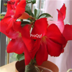 18usd 3Pcs Ngryise True Red Adenium obesum desert rose Plant