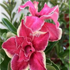18usd 3Pcs Beautiful White Borde red Ngryise Adenium obesum desert rose Plant