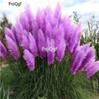 18usd Ngryise 3000Pcs purple Pampas Grass seed