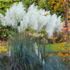 18usd Ngryise 3000Pcs white Pampas Grass seed