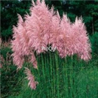 18usd Ngryise 3000Pcs pink Pampas Grass seed