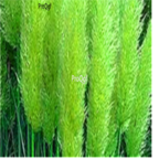 18usd Ngryise 3000Pcs green Pampas Grass seed