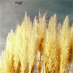 18usd Ngryise 3000Pcs yellow Pampas Grass seed