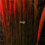 18usd Ngryise 3000Pcs red Pampas Grass seed