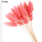 18usd Ngryise 3000pcs pink Lagurus ovatus Grass seed