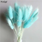 18usd Ngryise 3000pcs blue Lagurus ovatus Grass seed