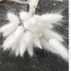 18usd Ngryise 3000pcs white Lagurus ovatus Grass seed
