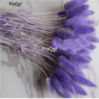 18usd Ngryise 3000pcs purple Lagurus ovatus Grass seed