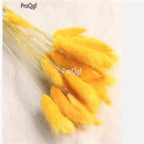 18usd Ngryise 3000pcs yellow Lagurus ovatus Grass seed
