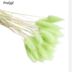 18usd Ngryise 3000pcs green Lagurus ovatus Grass seed