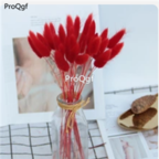 18usd Ngryise 3000pcs red Lagurus ovatus Grass seed