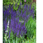 18usd Ngryise 3000pcs Salvia officinalis seed