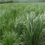 18usd Ngryise 3000pcs  Pennisetum americanum purpureum seed