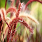 18usd Ngryise 3000pcs Myriophyllum aquaticum seed