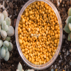20usd Ngryise 300gram succulent plant fertilizer