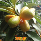19usd Ngryise yangnaiju Citrus reticulata Mandarin orange plant