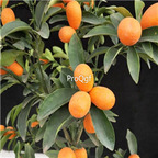 Fortunella margarita 19usd Ngryise  Citrus reticulata Mandarin orange plant
