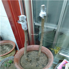 19usd Ngryise Ficus carica plant