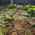 19usd Ngryise Sweet Sapphire Grape Plant