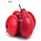 19Usd Ngryise red beer pear plant