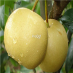28usd Ngryise 1000pcs fengshui Pyrus spp seed