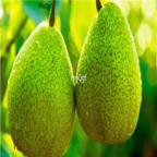 28usd Ngryise 1000pcs laiyang Pyrus spp seed