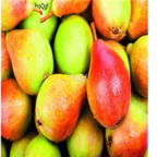 28usd Ngryise 1000pcs xiangli Pyrus spp seed