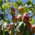 28usd Ngryise 800pcs Malus sieversii seed