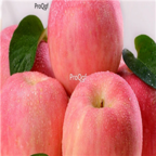 Malus pumila Mill  28usd Ngryise 800pcs Malus domestica apple fruit seed