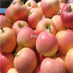 28usd Ngryise 800pcs gala Malus domestica apple fruit seed