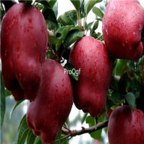 28usd Ngryise 800pcs red delicious sheguo Malus domestica apple fruit seed