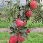28usd Ngryise 800pcs luli Malus domestica apple fruit seed