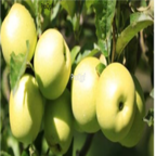 28usd Ngryise 800pcs golden delicious Malus domestica apple fruit seed