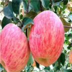 28usd Ngryise 800pcs akesu Malus domestica apple fruit seed