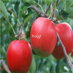 28usd Ngryise 800pcs hongjiangJun Malus domestica apple fruit seed